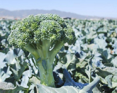Sjeme Constellation broccoli seed Seed(140 per packet)