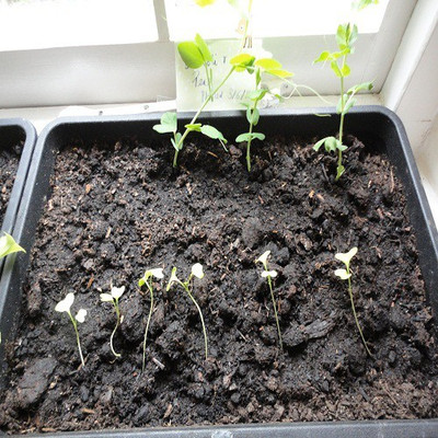 Sjeme Orbit broccoli seed Seed(35 per packet)