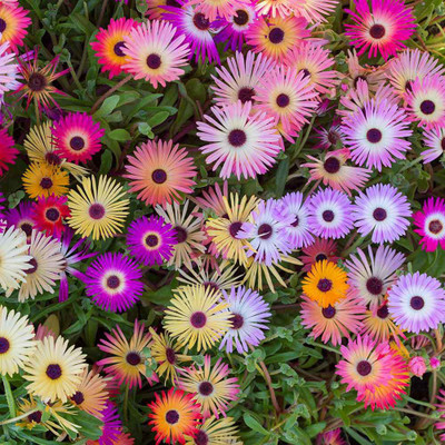 Paudha Daisy Mix Seed(26 per packet)