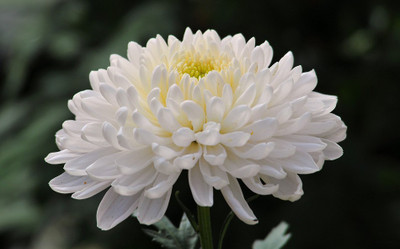 XOLDA Chrysanthamum White/Chamanti Seed(28 per packet)