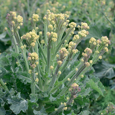 Sjeme Burbank broccoli seed Seed(10 per packet)