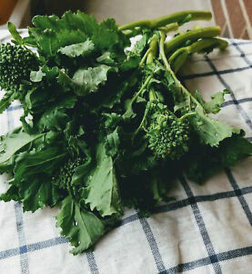 Sjeme Suiho AKA Noble Jade broccoli seed Seed(75 per packet)