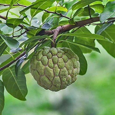 Aywal Annona Squamosa/custard Seed(13 per packet)