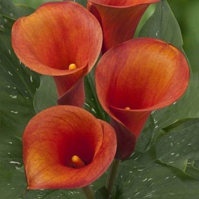 Starlink Lily Plant(Hybrid, Pack of 1)