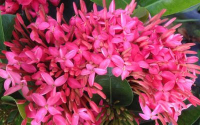 PB honey priya plant Ixora Mini Pink Flowering Plant(Hybrid, Pack of 1)