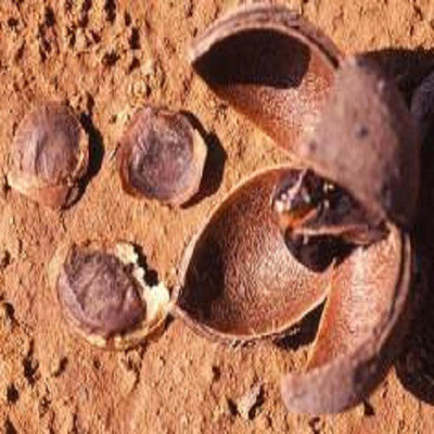 LYRS Swamp Mahogany Seed Seed(30 per packet)