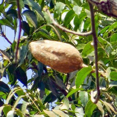 LYRS African Mahogany Seed Seed(65 per packet)