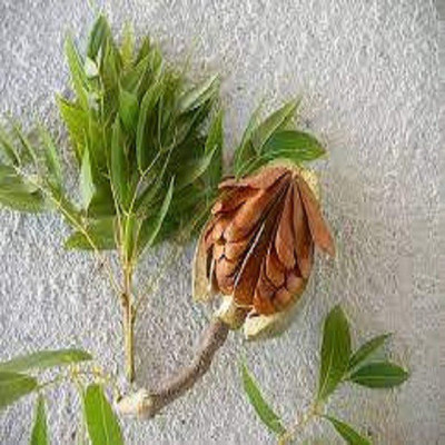 Sjeme Indian Mahogany Seed Seed(130 per packet)