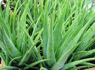 ADITYA GREEN PLANTS AGP Aloe Vera Plant(Pack of 1)