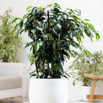 DAIVISH Ficus Plant(Pack of 2)