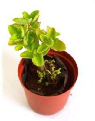 SBTs Ajwine Plant(Hybrid, Pack of 2)