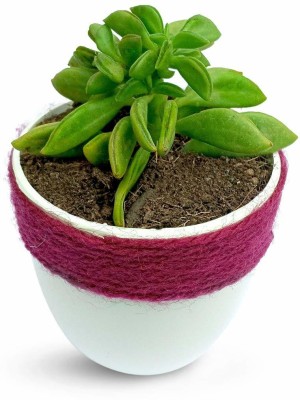 HILLMART Peperomia Plant(Pack of 1)