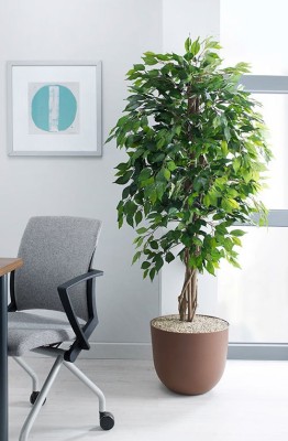 Bee Green Ficus Plant(Hybrid, Pack of 1)