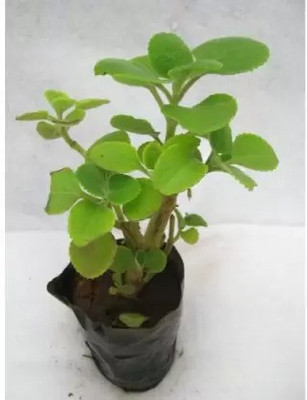 SBTs Ajwine Plant(Hybrid, Pack of 2)