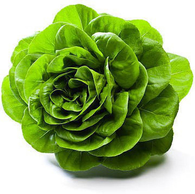 sporos LETTUCE Seed(20 per packet)