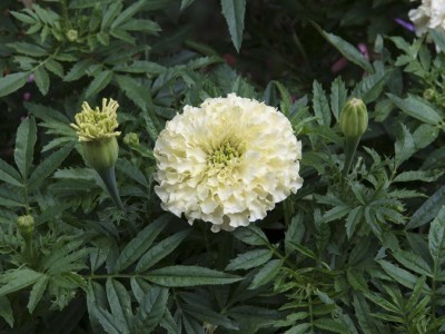 KANAYA Marigold White Seed(35 per packet)