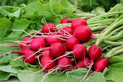sporos RED ROUND RADISH Seed(20 per packet)
