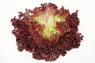sporos RED LETTUCE Seed(20 per packet)