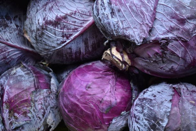 sporos PURPLE CABBAGE Seed(20 per packet)