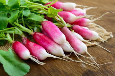 sporos RADISH BREAKFAST Seed(20 per packet)