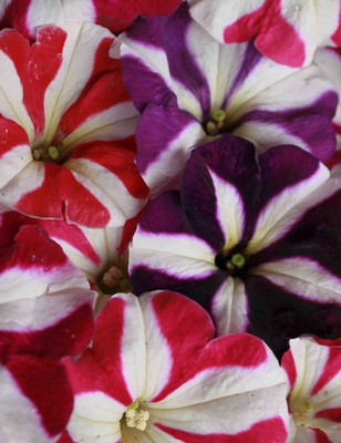 XOLDA Petunia Ultra Star Seed(28 per packet)