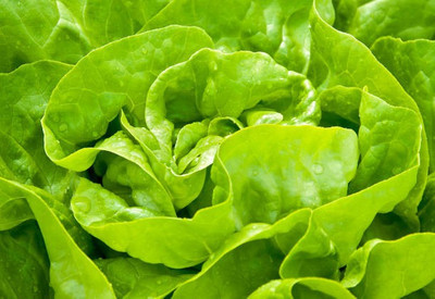 sporos LETTUCE Seed(25 per packet)