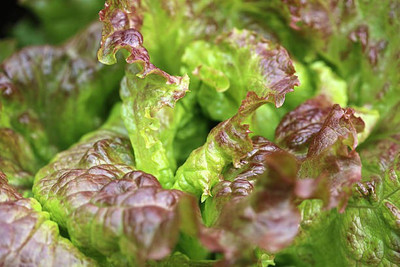 sporos RED LETTUCE Seed(20 per packet)