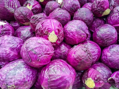 The Entacloo PURPLE CABBAGE Seed(25 per packet)