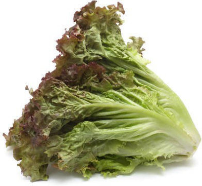 sporos RED LETTUCE Seed(25 per packet)