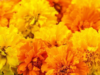 XOLDA Marigold African Mix Seed(53 per packet)
