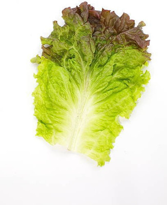 sporos RED LETTUCE Seed(25 per packet)