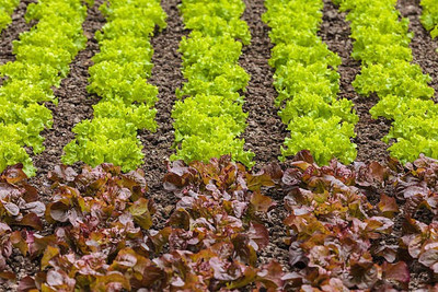 sporos LETTUCE Seed(25 per packet)