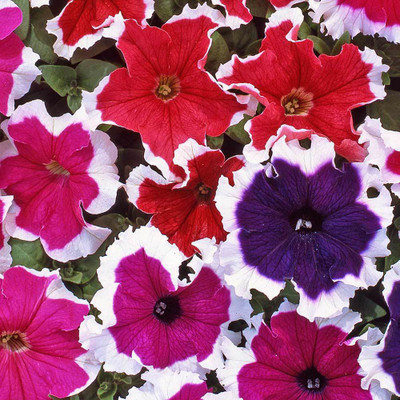 XOLDA Petunia Ultra Star Seed(38 per packet)