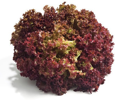 sporos RED LETTUCE Seed(20 per packet)