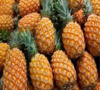 Nema Dwarf pineapple Seed(50 per packet)
