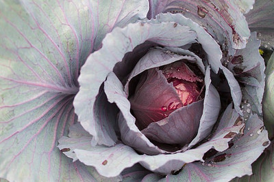 sporos RED CABBAGE Seed(20 per packet)