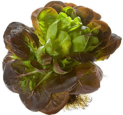 sporos RED LETTUCE Seed(25 per packet)