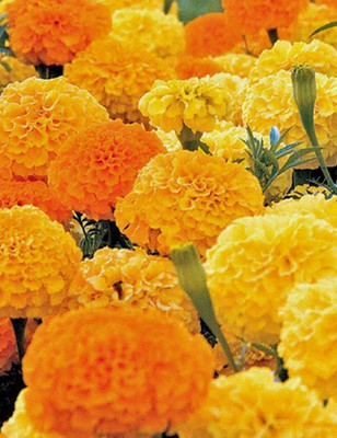 Paudha Marigold African Mix Seed(46 per packet)