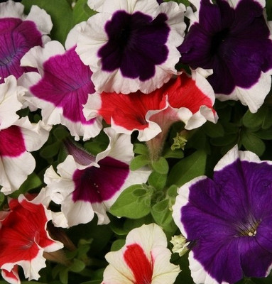 XOLDA Petunia Ultra Star Seed(53 per packet)