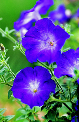 XOLDA petunia Purple Seed(45 per packet)