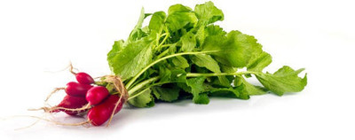 sporos RADISH BREAKFAST Seed(20 per packet)