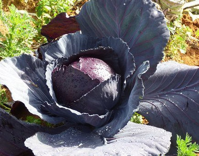sporos RED CABBAGE Seed(20 per packet)