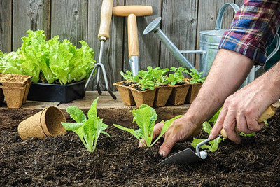 sporos LETTUCE Seed(20 per packet)