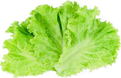 sporos LETTUCE Seed(20 per packet)