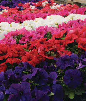 ME Traders Petunia Grandiflora Mix Seed(40 per packet)