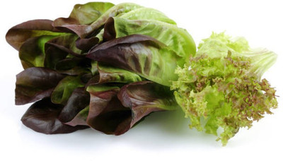 sporos RED LETTUCE Seed(25 per packet)