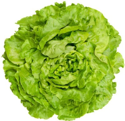 sporos LETTUCE Seed(20 per packet)