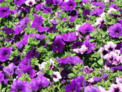 XOLDA petunia Purple Seed(45 per packet)