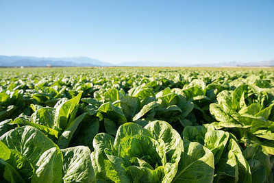 sporos LETTUCE Seed(20 per packet)