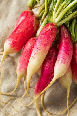 sporos RADISH BREAKFAST Seed(20 per packet)